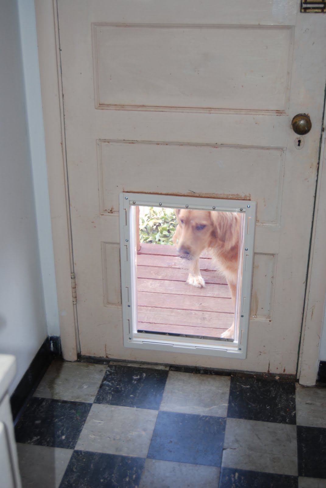 Dog Door Installation