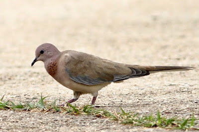 Laughing Dove