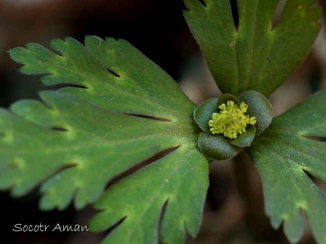 Anemone flaccida