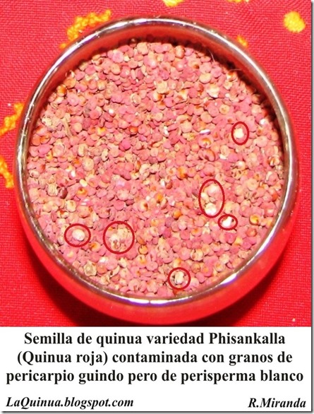 Quinua Roja contaminada