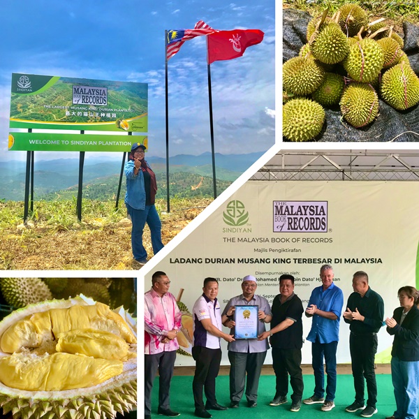 Ladang Sindiyan Diiktiraf Ladang Musang King Terbesar Oleh ‘Malaysia Book of Records’