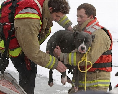 Animals Being Rescued Seen On www.coolpicturegallery.us