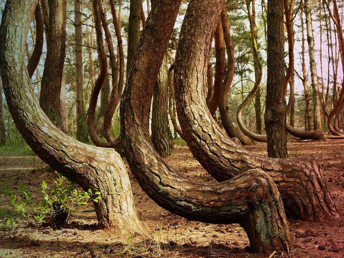 पोलैंड का क्रूक्‍ड जंगल (Poland's Crooked Forest)