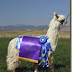 The Dance of the Blue Ribbons