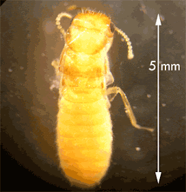 Formosan termite alates can be identified by their light brown or yellow coloration, hairy bodies and nocturnal activity