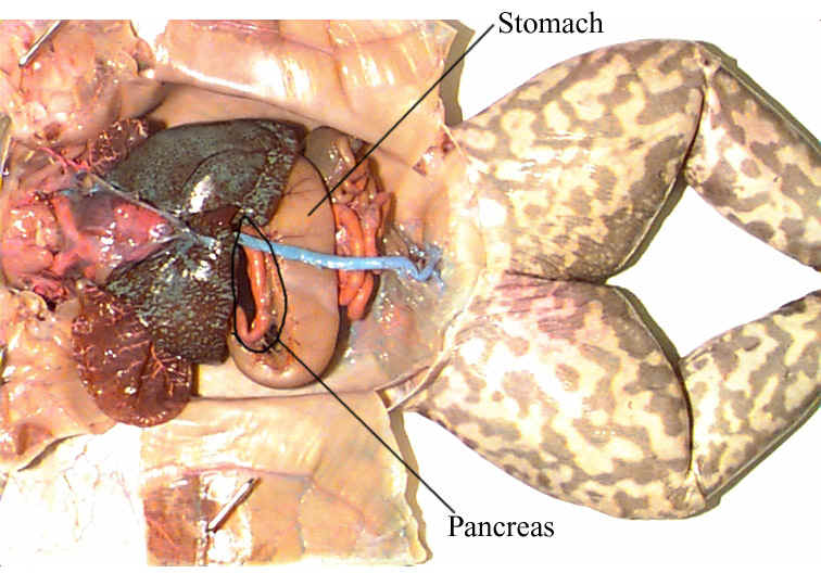 circulatory system of a frog. the circulatory system of