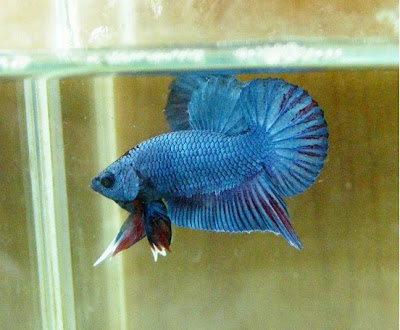 How to breed betta fish aquarium May 27 2010 1118 Posted by Spider