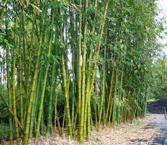 Berbagai Jenis Bambu  di Indonesia