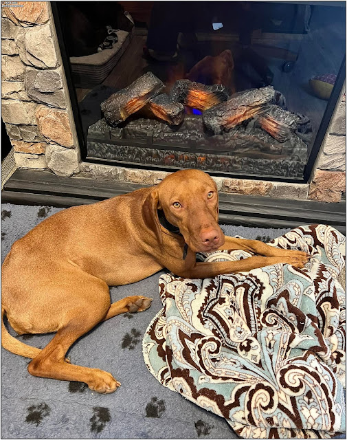 vizsla