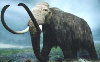 Woolly Mammoth