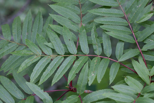 Рябина американская (Sorbus americana)