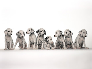 Dalmatians Wallpapers