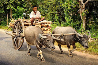  Postingan kali ini saya buat untuk adik  Transportasi Tradisional/Kuno , Cikar, Andong, Bendi, Delman,dan Dokar.