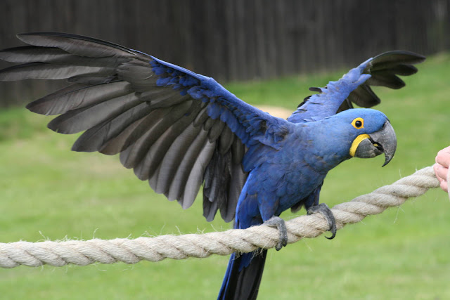 Blue Macaw Birds