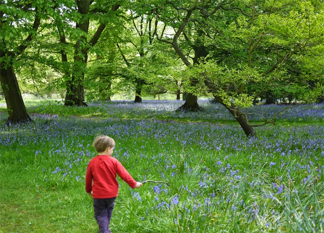 Bluebells at Kew Gardens, London by Alexis at www.somethingimade.co.uk