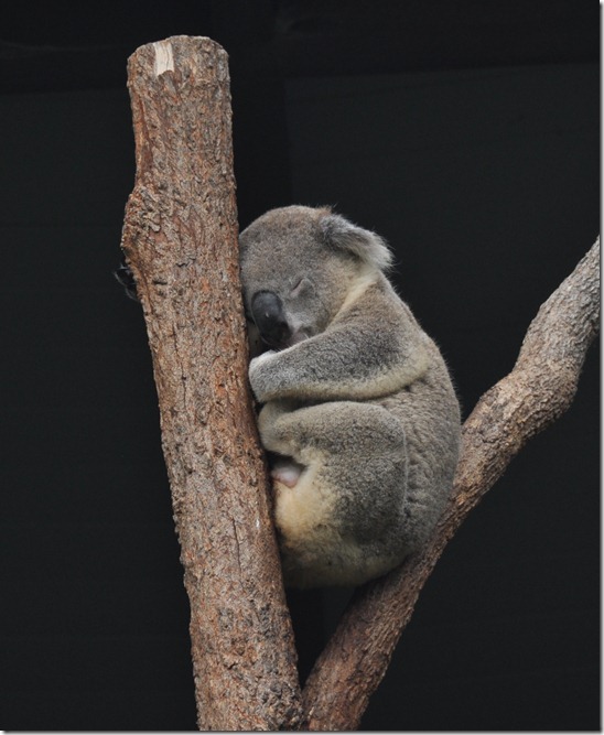 sleeping koala 2