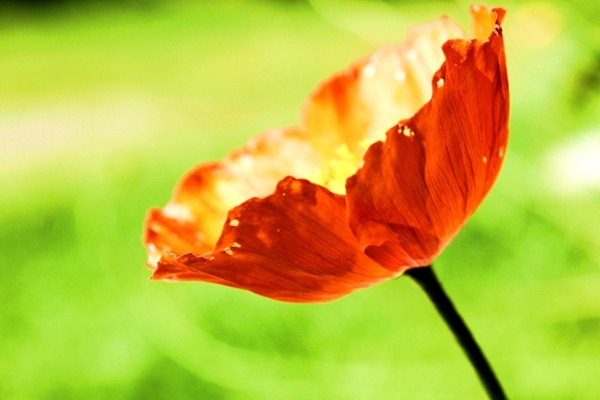 blomst2a