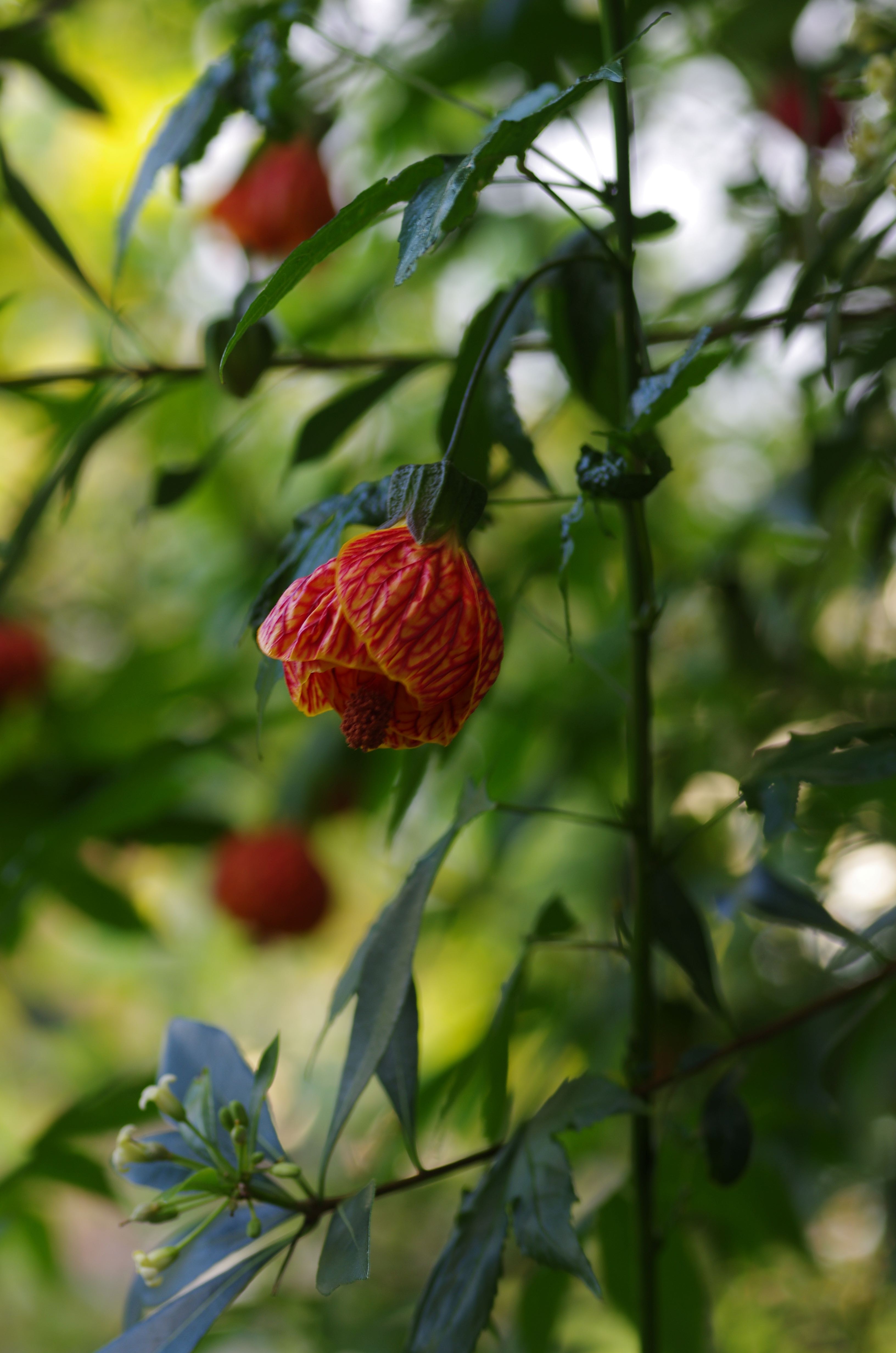 Tiger Eye Abutilon