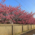 Taipei ︱Cherry Blossoms in Yangmingshan 