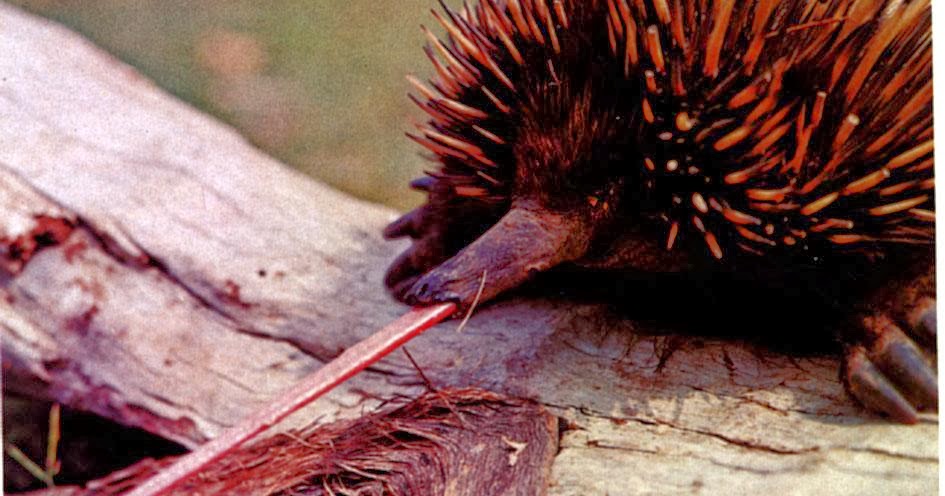The Jungle Store An Echidna s  Bendy Tongue 