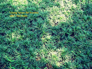 Jual Pohon Kucai Mini Pengganti Rumput | Harga Tanaman Kucai Murah