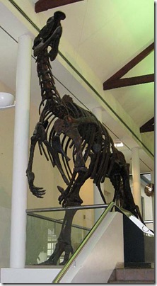 Muttaburrasaurus
