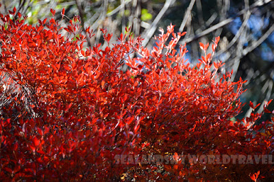 六義園紅葉