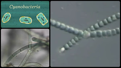 Cyanobacteria