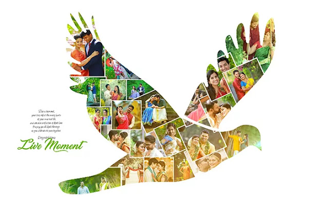 birds collage psd file free download