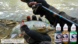 Essen Oplosan Untuk Ikan Nilem