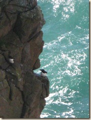 Razorbills  3 May 012