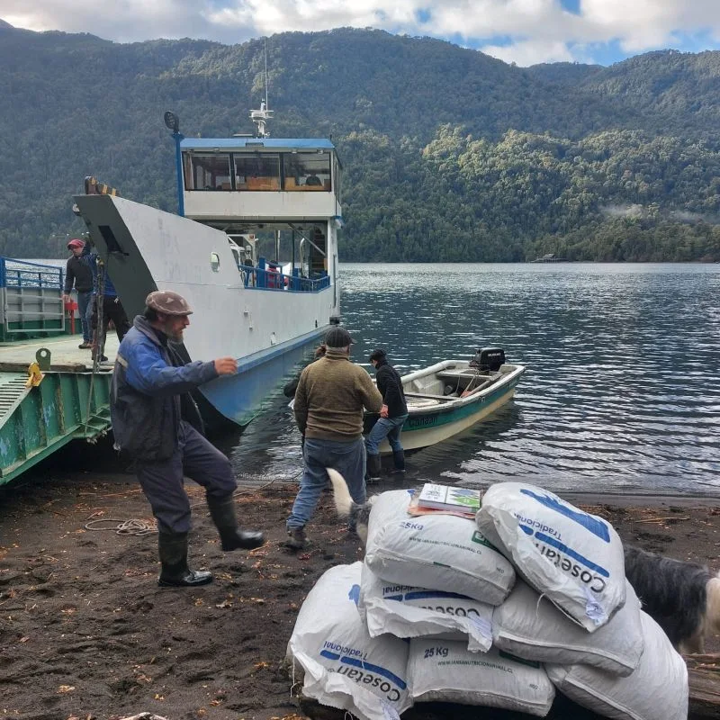 Puerto Varas realizó operativo “Previene mortalidad ganadera”