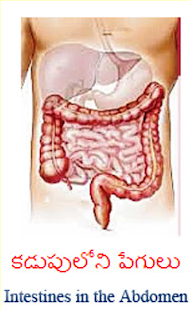 WHY DO INTESTINES IN THE ABDOMEN CRY?2023