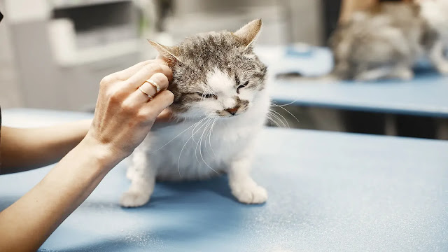 Cat Ears Cleaning