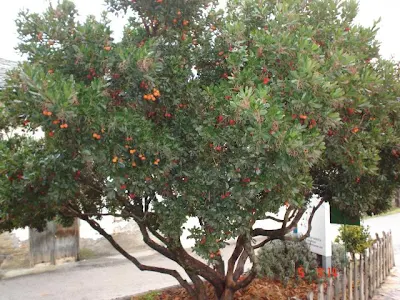 Resultado de imagen para madroño arbol