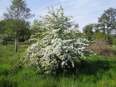 Hawthorn Bush