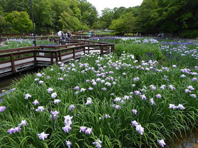 山田池公園 花しょうぶ園