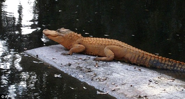 Orange Alligator Venice Fl. Florida is famous for its