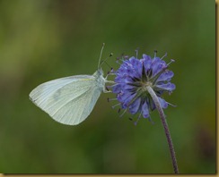 Small White on Scabius