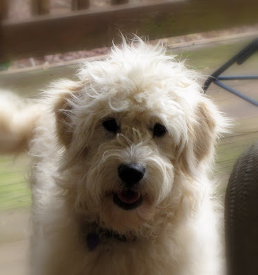 golden retriever mixed with a poodle. a golden retriever mixed