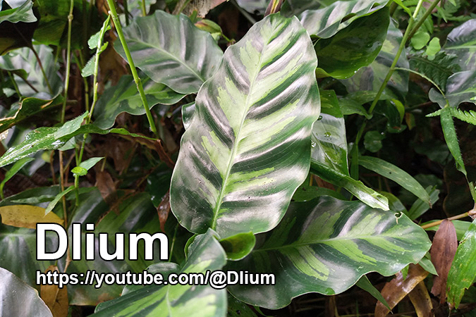 Dlium White fusion calathea (Goeppertia lietzei)