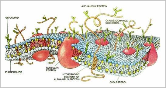 cell membrane diagram. plant cell membrane.