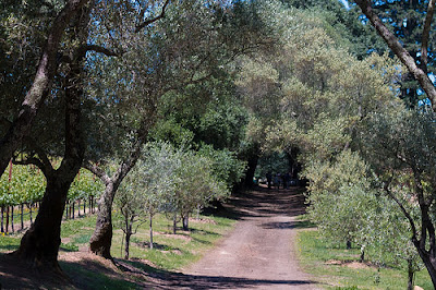 Narrow path through the vineyard.