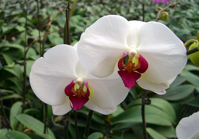 Phalaenopsis Flowers Pictures