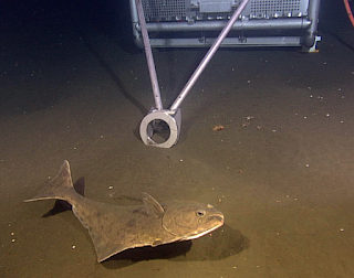 Atlantic Halibut (Hippoglossus hippoglossus)