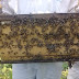 Celebran el Día Mundial de las Abejas