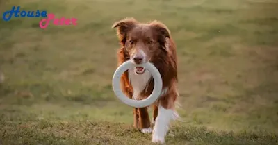 The Surprising Benefits of Interactive Dog Toys