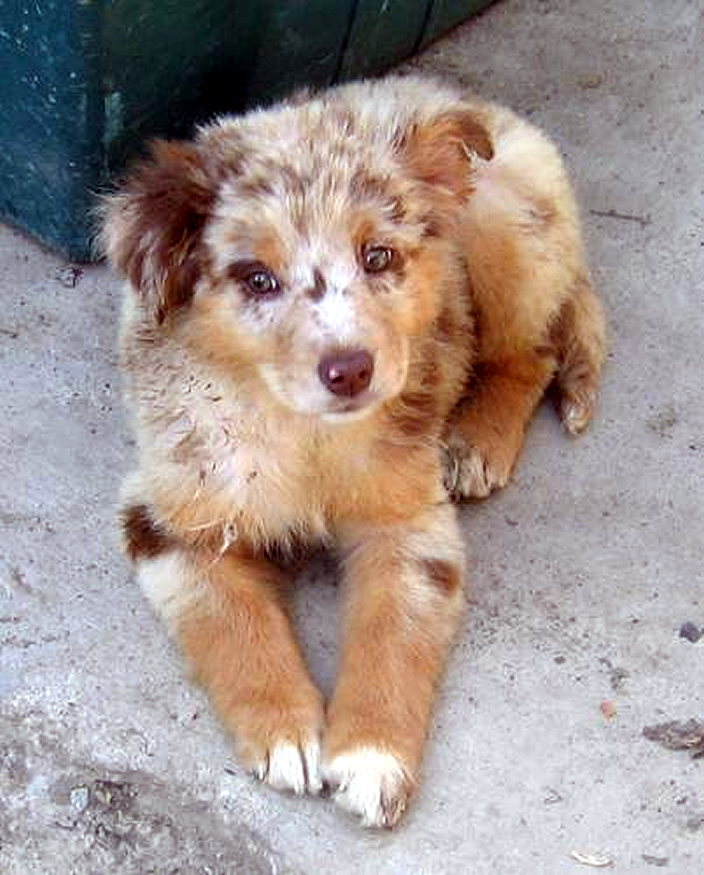 Cute Puppy Dogs: Cute Australian shepherd puppies