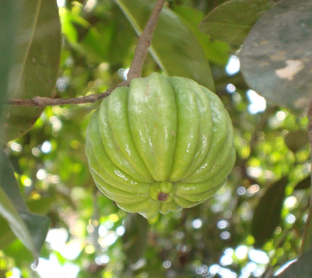 غارسينيا كامبوجيا - Garcinia Cambogia