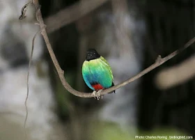 Birding in Klawos forest of Tambrauw regency